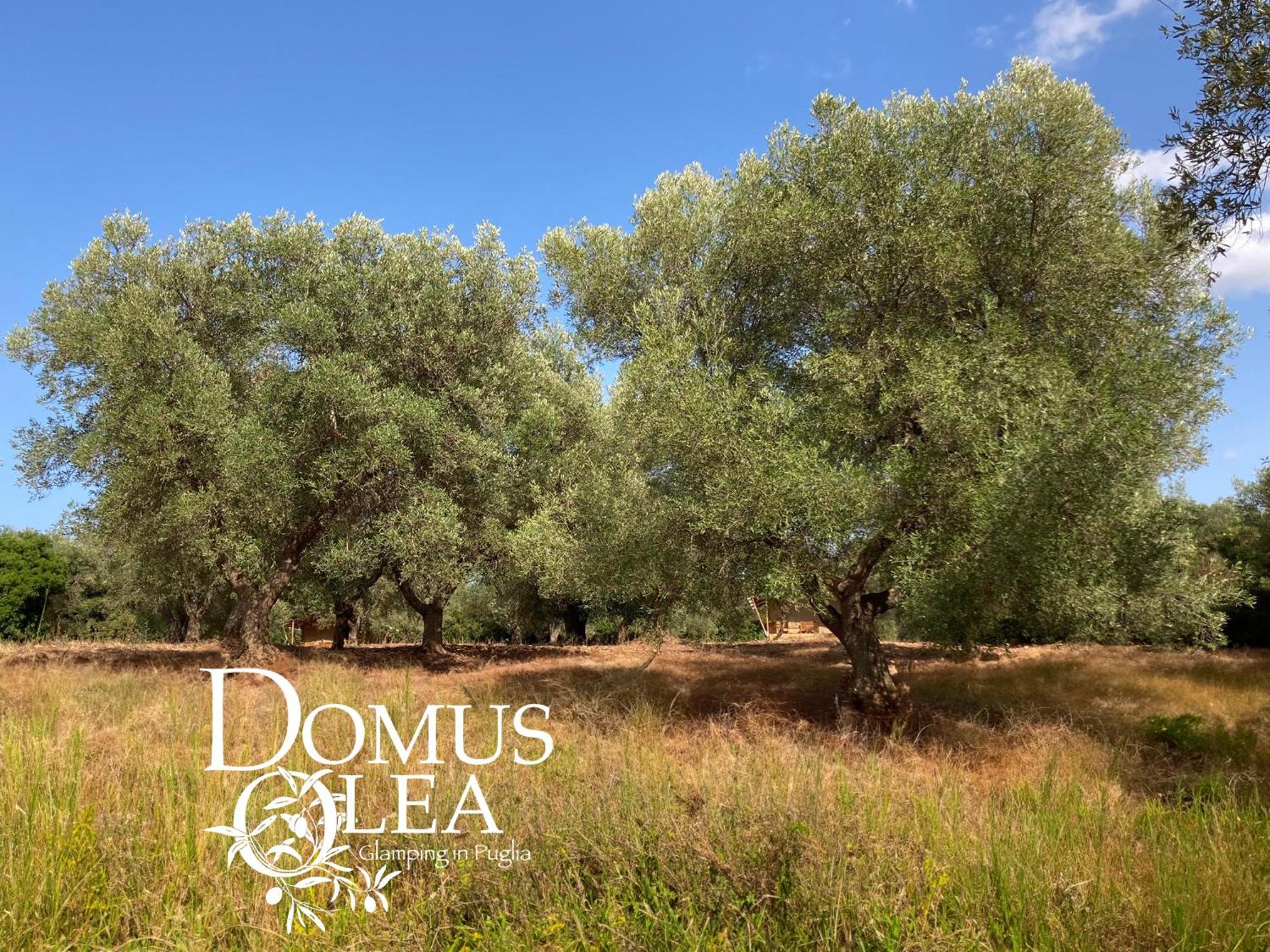 Domus Olea Glamping Ceglie Messapica Exterior foto